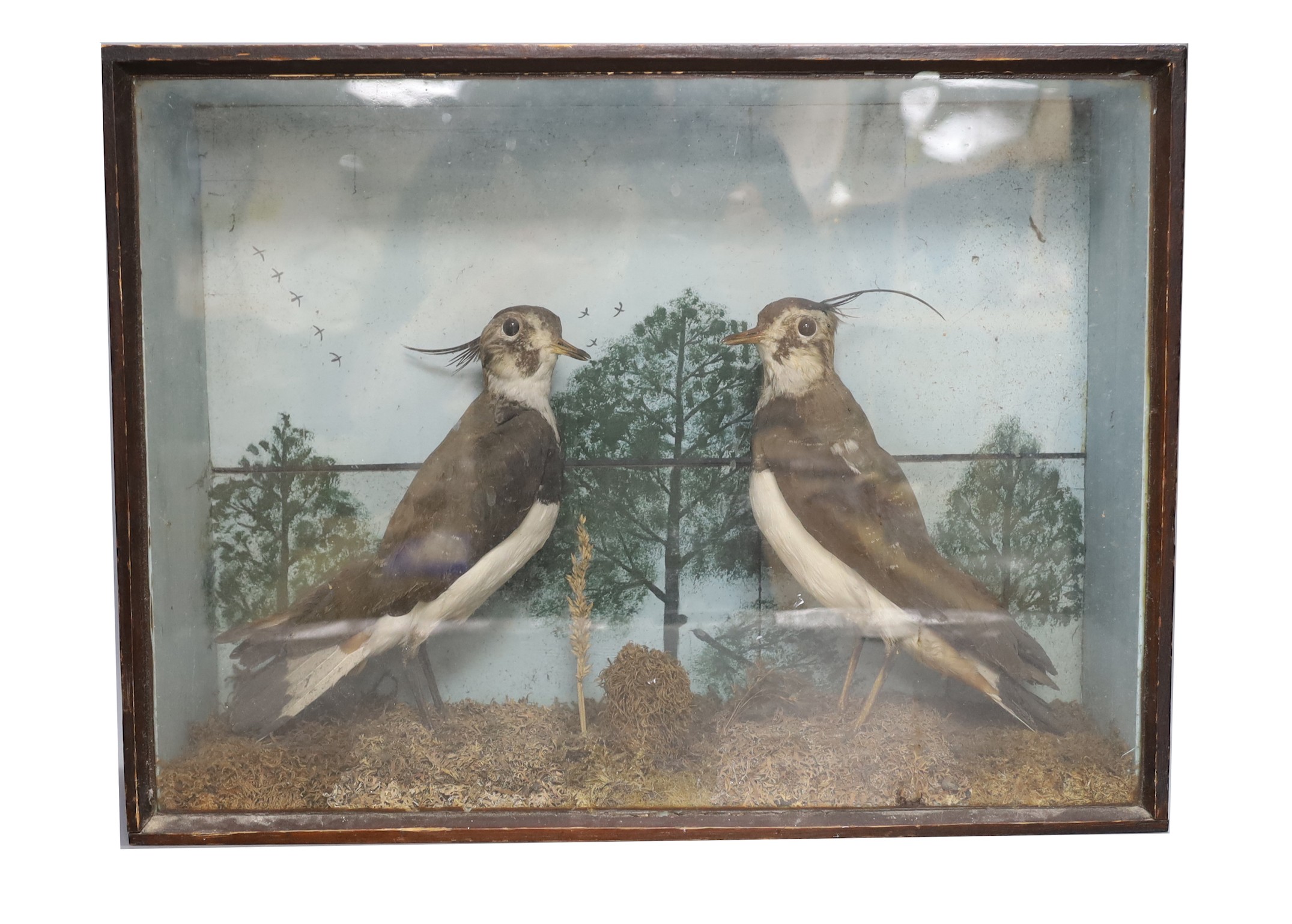 Taxidermy- an early 20th century group of two lapwings, In a glazed case, 52 cm wide